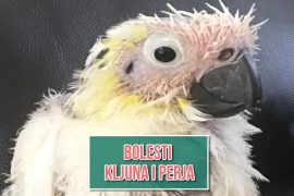 Bolest kljuna i perja