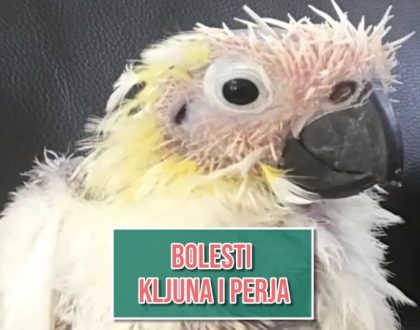 Bolest kljuna i perja