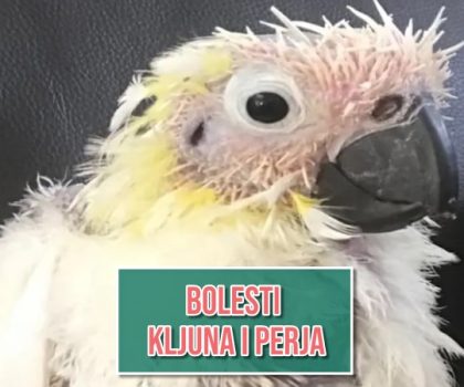 Bolest kljuna i perja