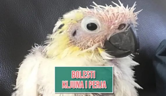 Bolest kljuna i perja