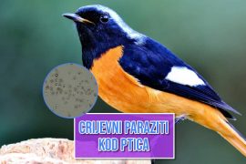 Crijevni parazit kod ptica