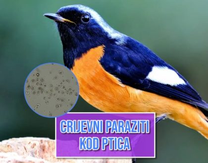Crijevni parazit kod ptica