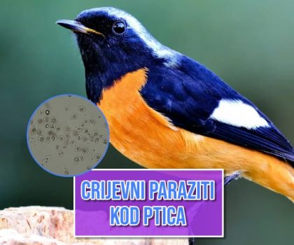 Crijevni parazit kod ptica