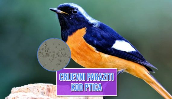 Crijevni parazit kod ptica