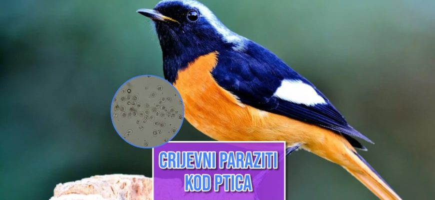 Crijevni parazit kod ptica