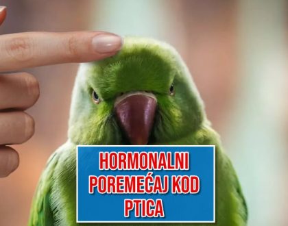 Hormonalni poremećaj kod ptica