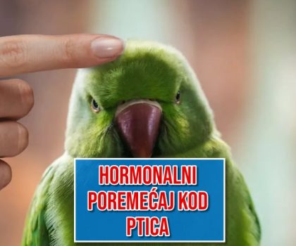 Hormonalni poremećaj kod ptica