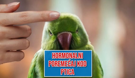 Hormonalni poremećaj kod ptica
