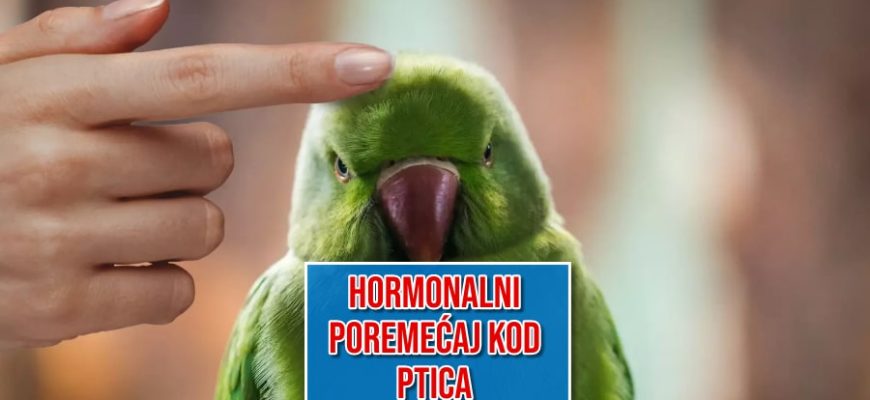 Hormonalni poremećaj kod ptica
