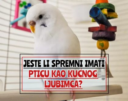 Jeste li spremni imati pticu kao kućnog ljubimca