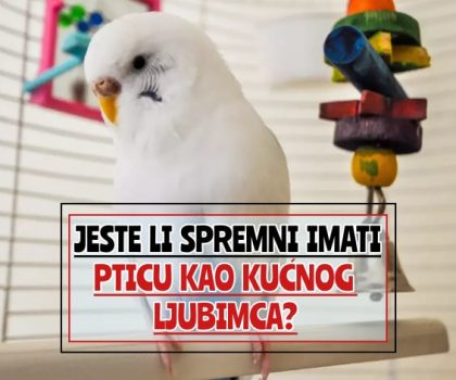 Jeste li spremni imati pticu kao kućnog ljubimca