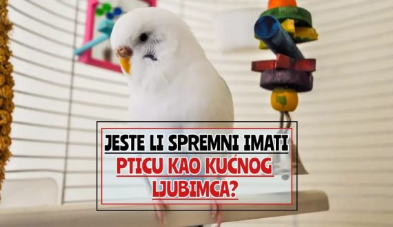 Jeste li spremni imati pticu kao kućnog ljubimca