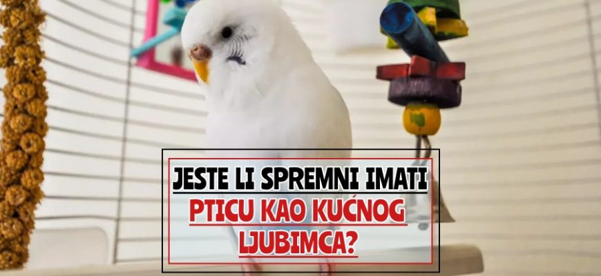 Jeste li spremni imati pticu kao kućnog ljubimca