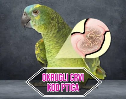 Okrugli crvi kod ptica