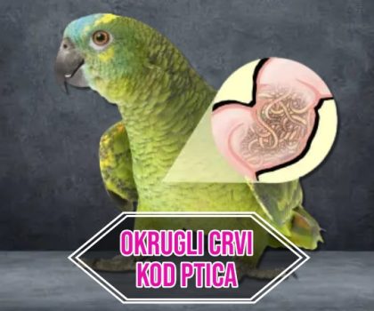 Okrugli crvi kod ptica