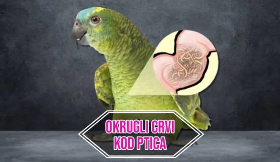 Okrugli crvi kod ptica