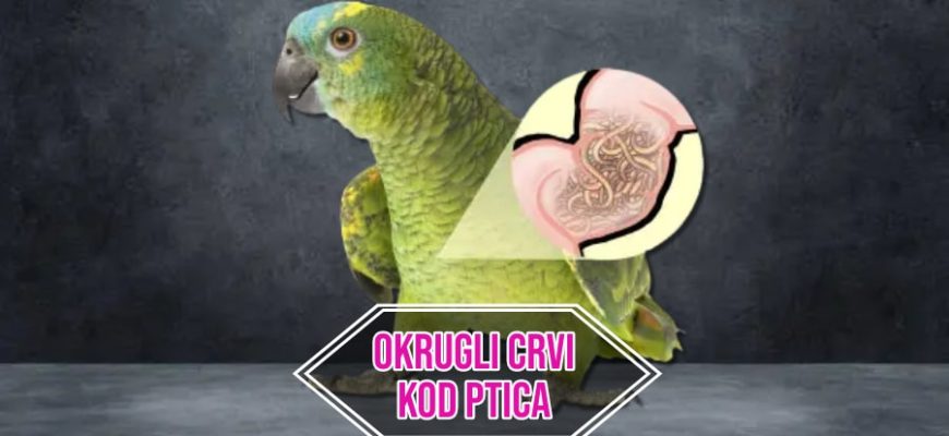 Okrugli crvi kod ptica
