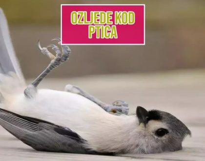 Ozljede kod ptica