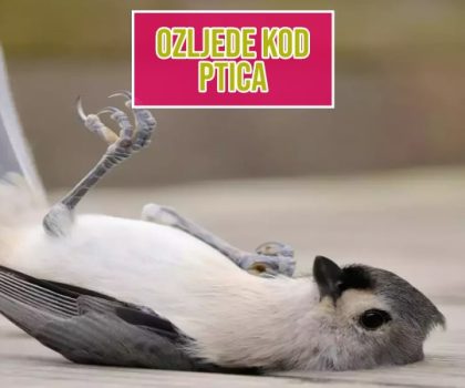 Ozljede kod ptica