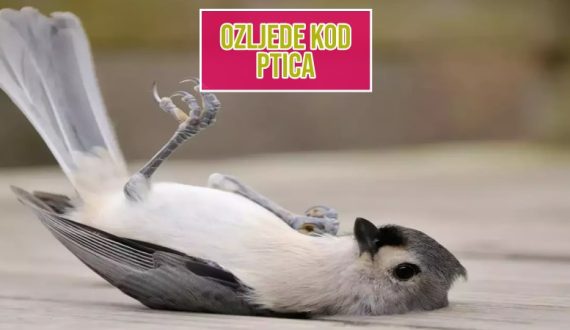 Ozljede kod ptica