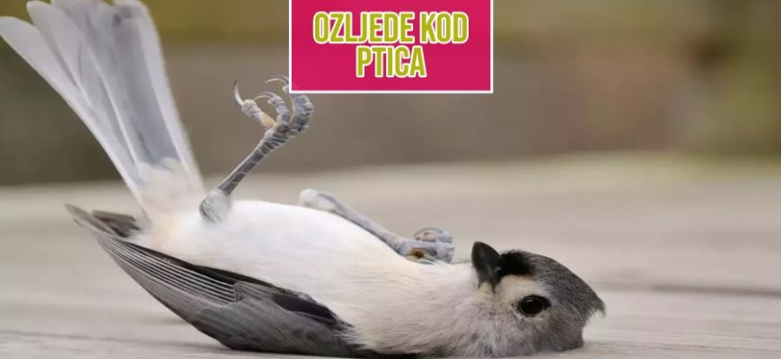 Ozljede kod ptica
