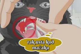 Rak usta kod mačaka