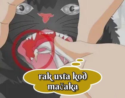 Rak usta kod mačaka