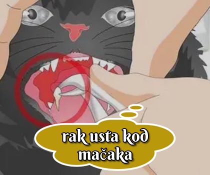 Rak usta kod mačaka
