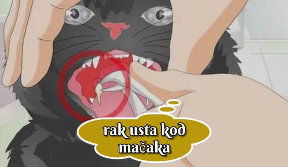 Rak usta kod mačaka
