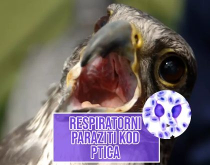 Respiratorni parazit kod ptica_