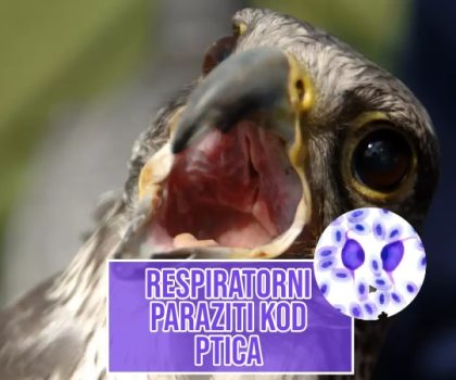 Respiratorni parazit kod ptica_