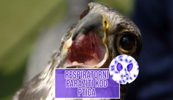 Respiratorni parazit kod ptica_