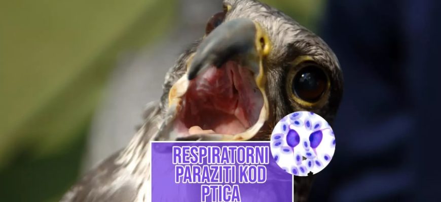Respiratorni parazit kod ptica_