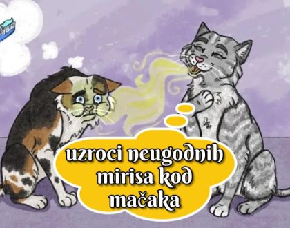 Uzroci neugodnih mirisa kod mačaka