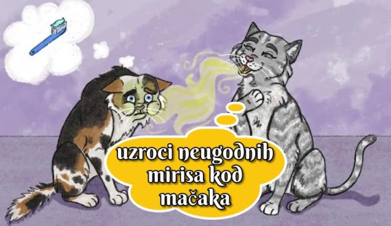 Uzroci neugodnih mirisa kod mačaka