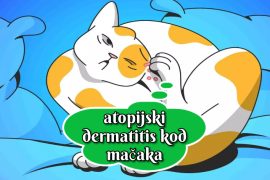 atopijski dermatitis kod mačaka