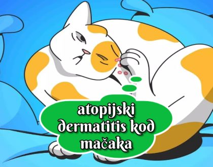 atopijski dermatitis kod mačaka