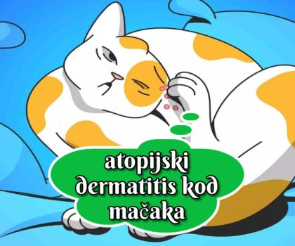 atopijski dermatitis kod mačaka