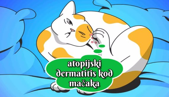 atopijski dermatitis kod mačaka