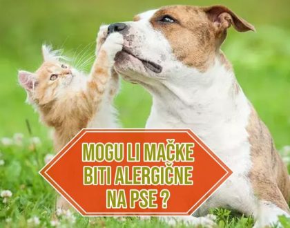 mogu li mačke biti alergične na pse_
