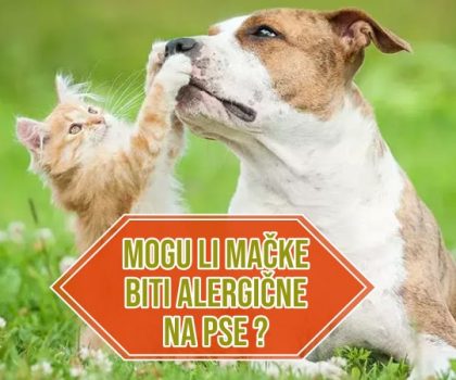 mogu li mačke biti alergične na pse_