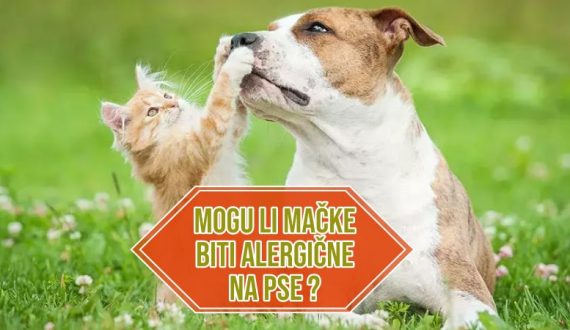 mogu li mačke biti alergične na pse_