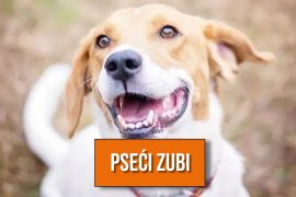 pseći zubi
