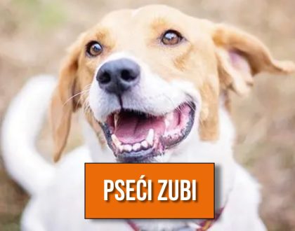 pseći zubi