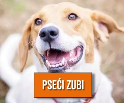 pseći zubi