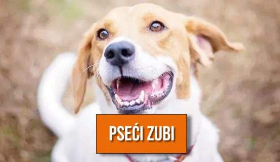 pseći zubi