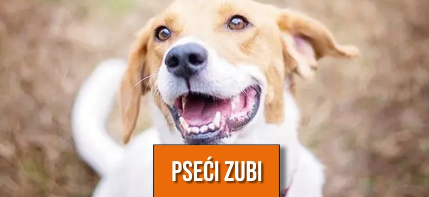 pseći zubi