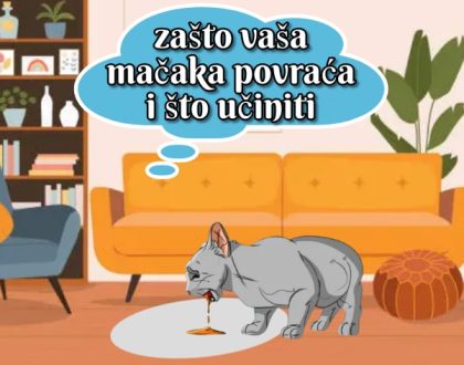 zašto vaša mačka povraća i što učiniti_