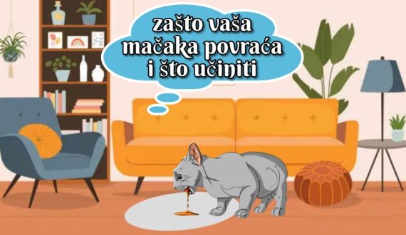 zašto vaša mačka povraća i što učiniti_