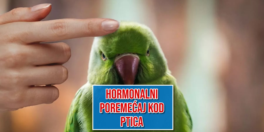 Hormonalni poremećaj kod ptica